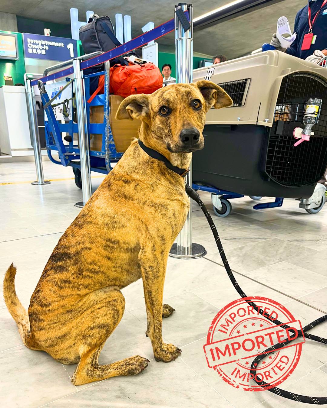 Relocated dog at the airport next to its travel crate after arriving abroad