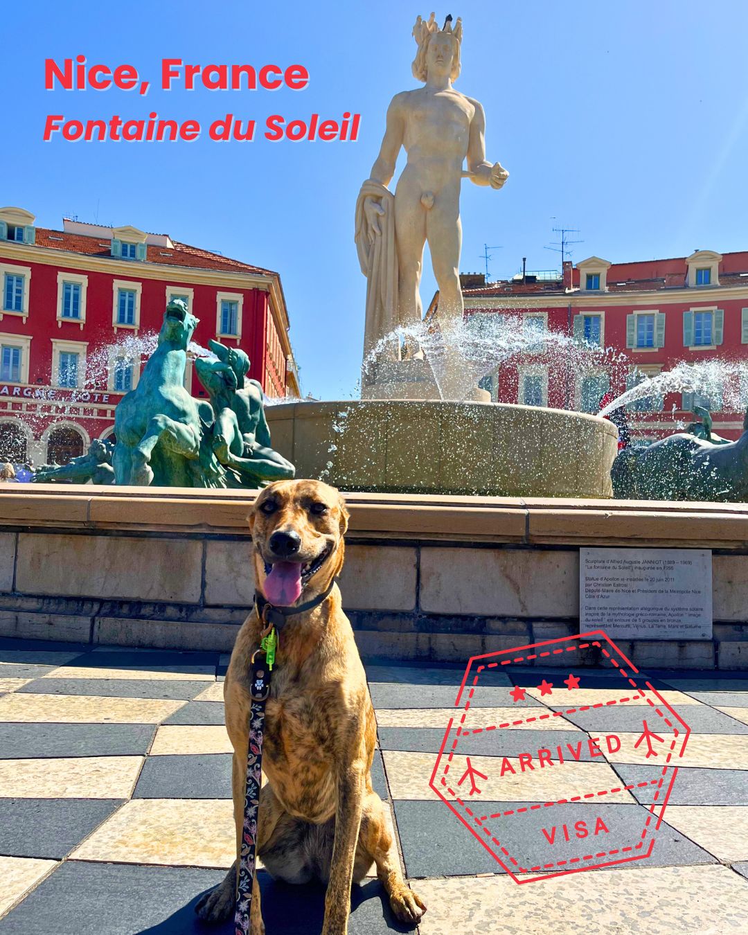Happy dog arrived in Nice, France after its pet relocation journey