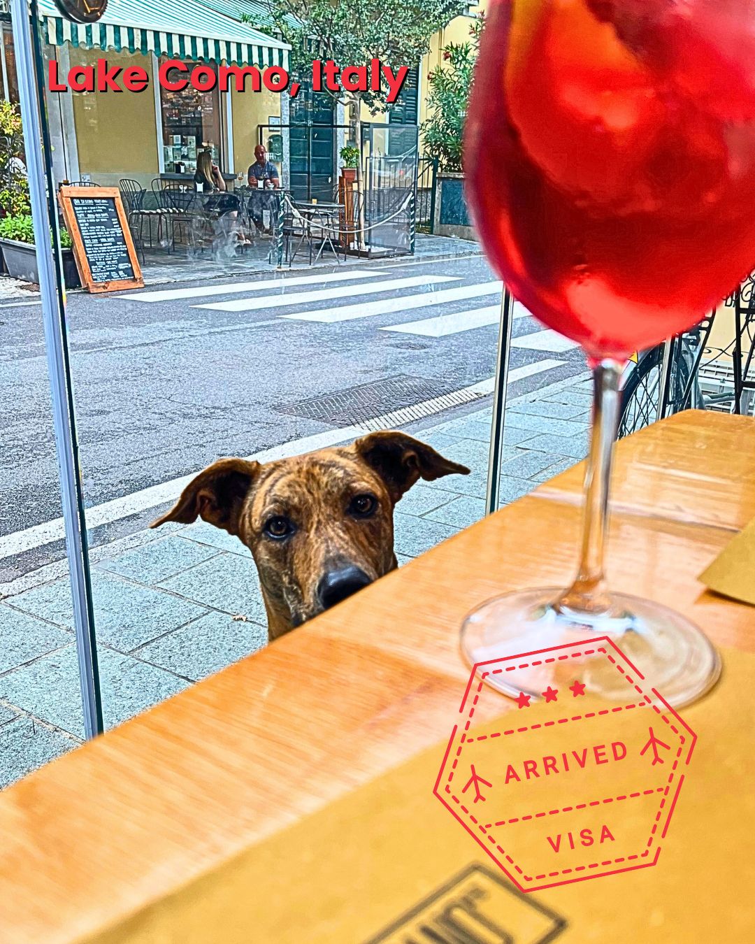 Dog at a lakeside café in Italy after moving abroad with 886JetPet