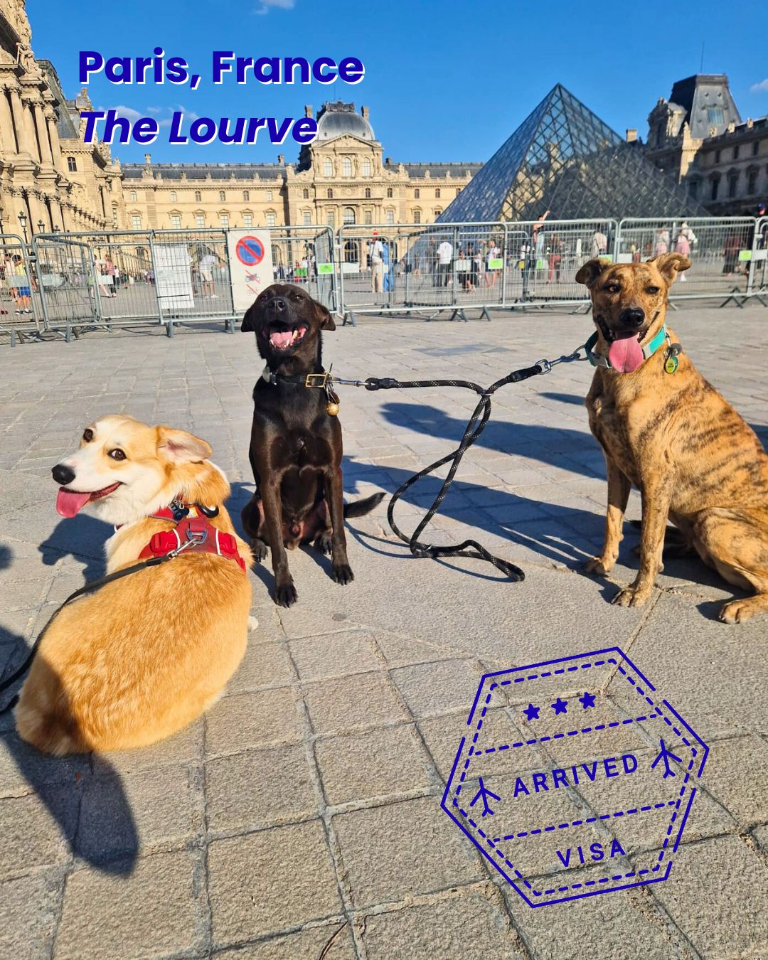 Three dogs visiting the Louvre in Paris after relocating from Taiwan