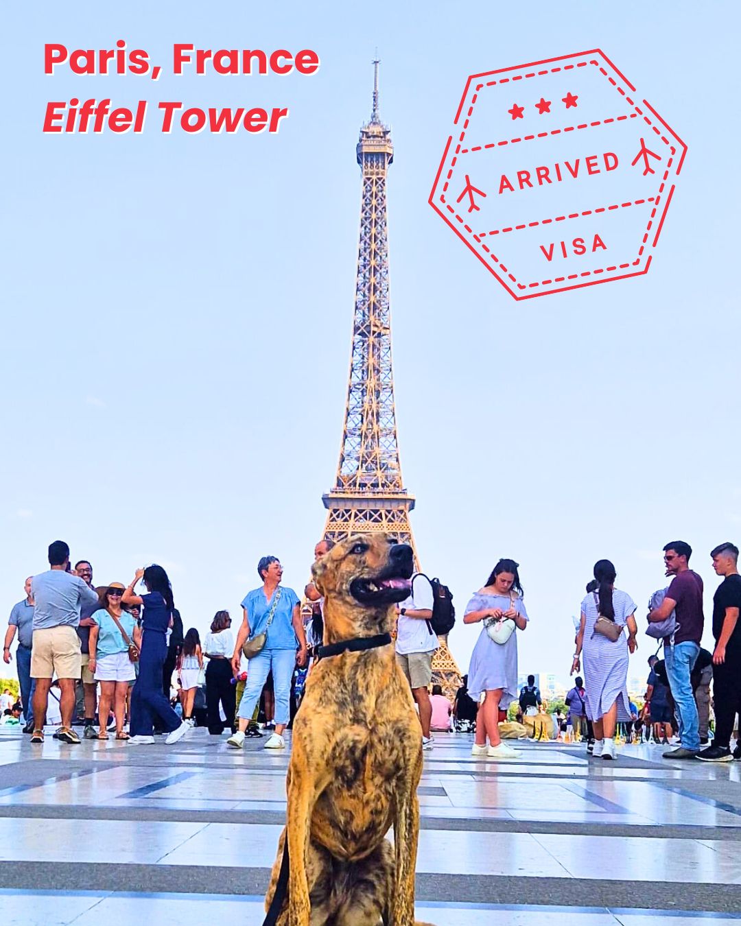Dog relocated from Taiwan posing in front of the Eiffel Tower in Paris