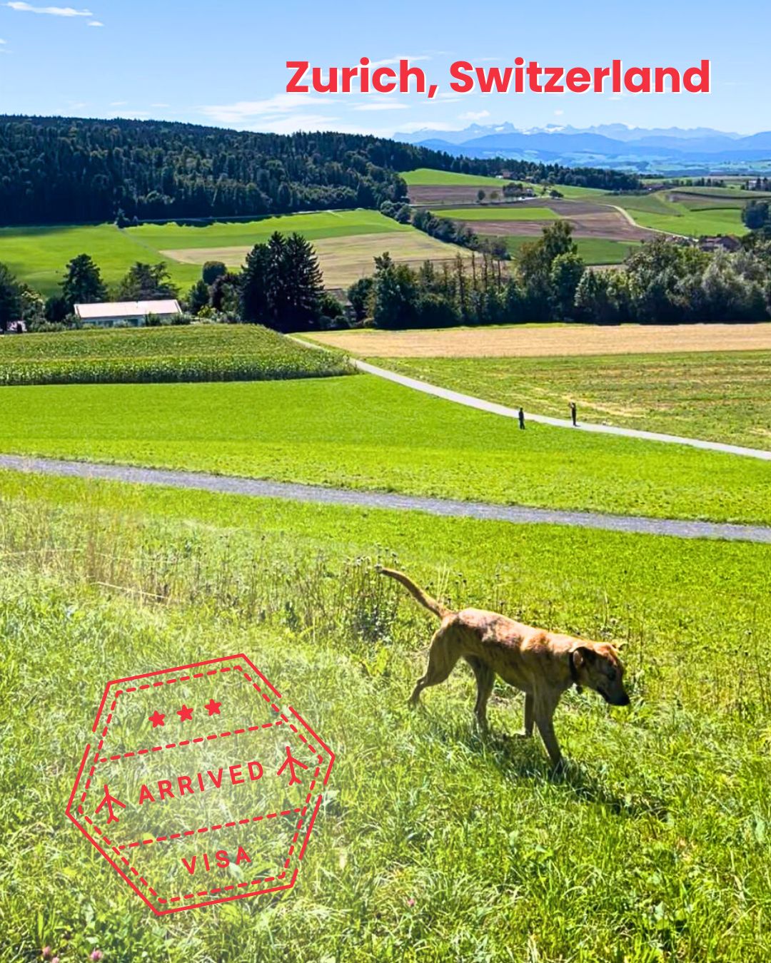 Dog running free in the fields of Zurich, Switzerland after relocating