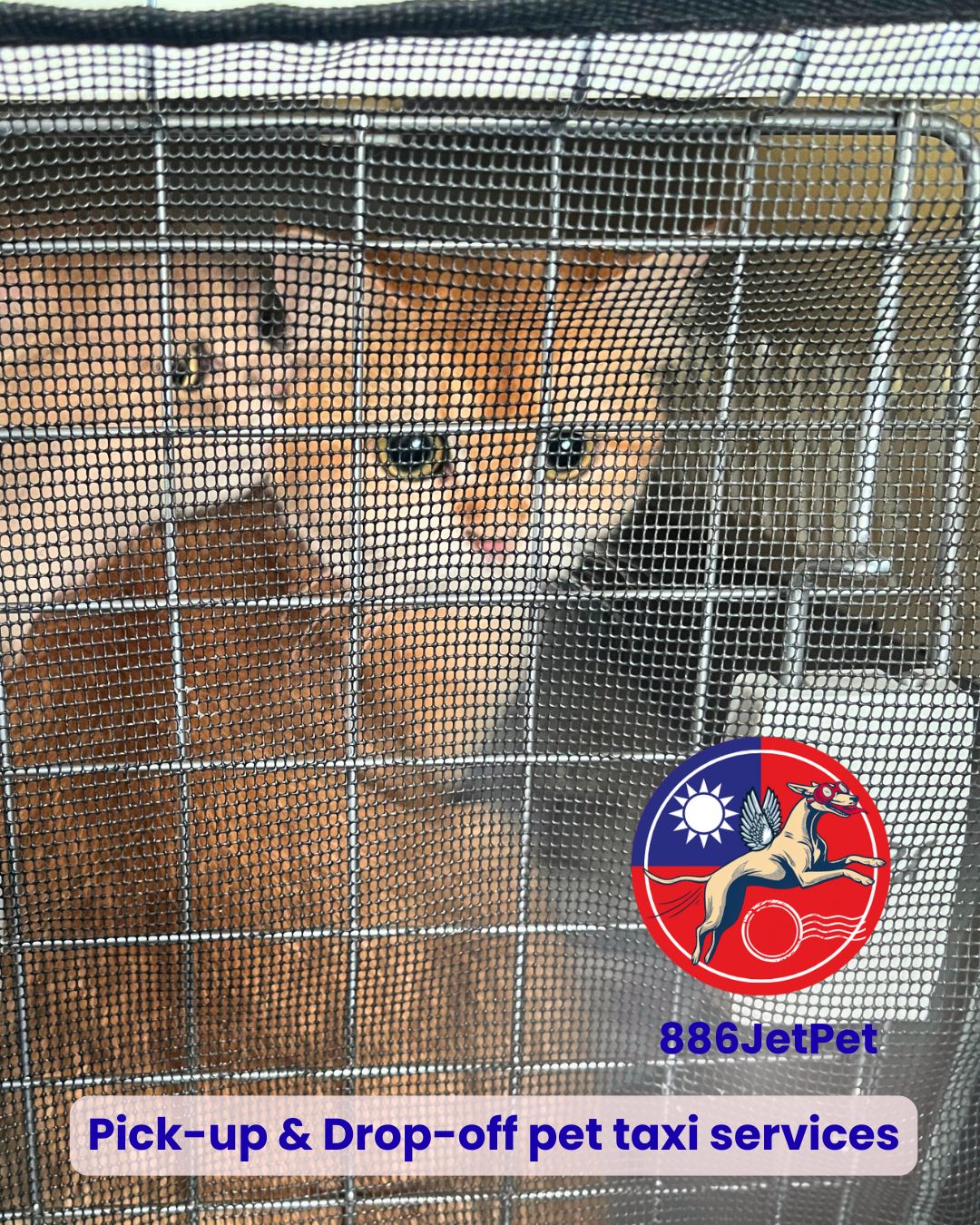 Cat safely settled in a travel crate for its pet taxi ride