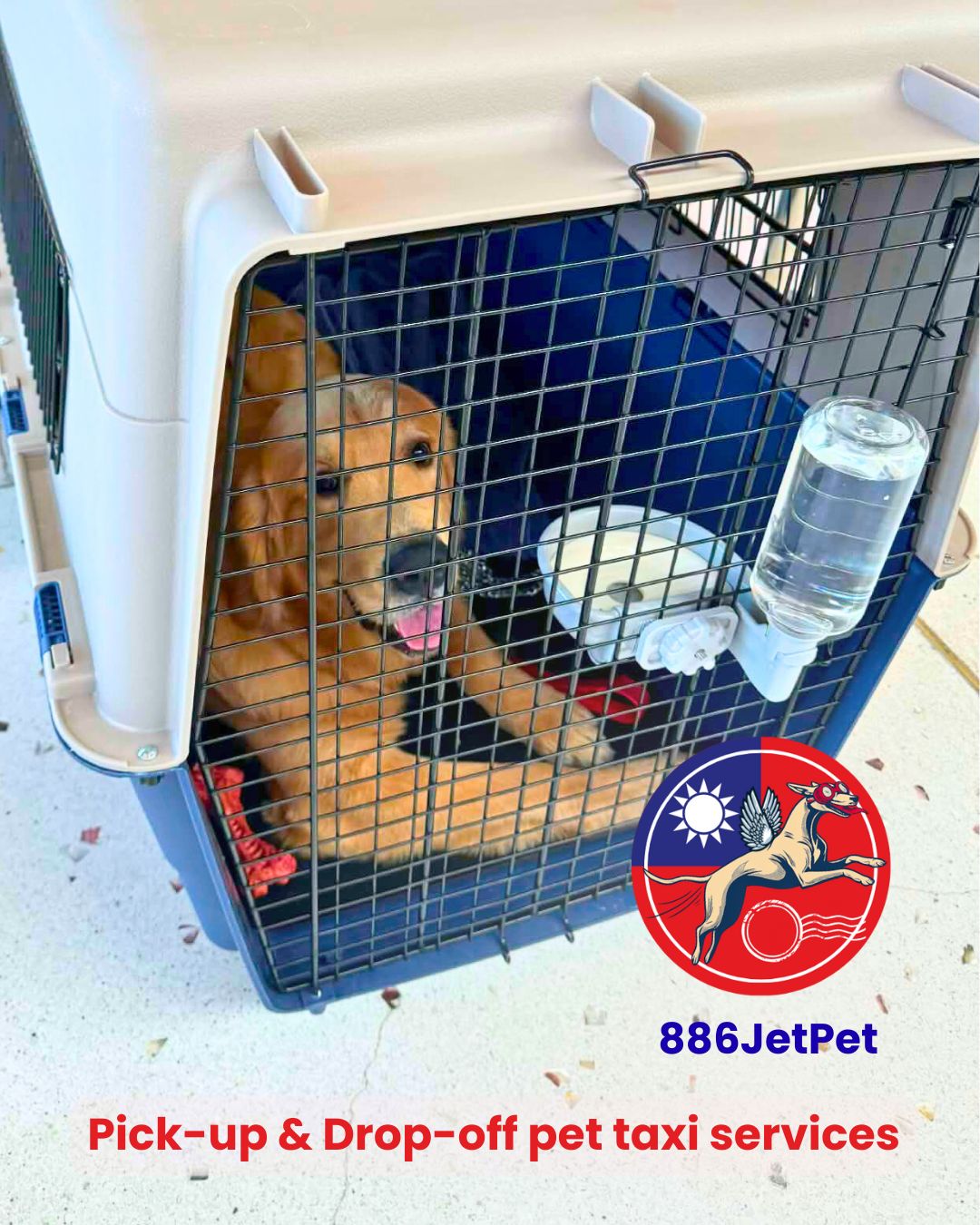 Golden retriever relaxed inside an airline travel crate before its cargo flight