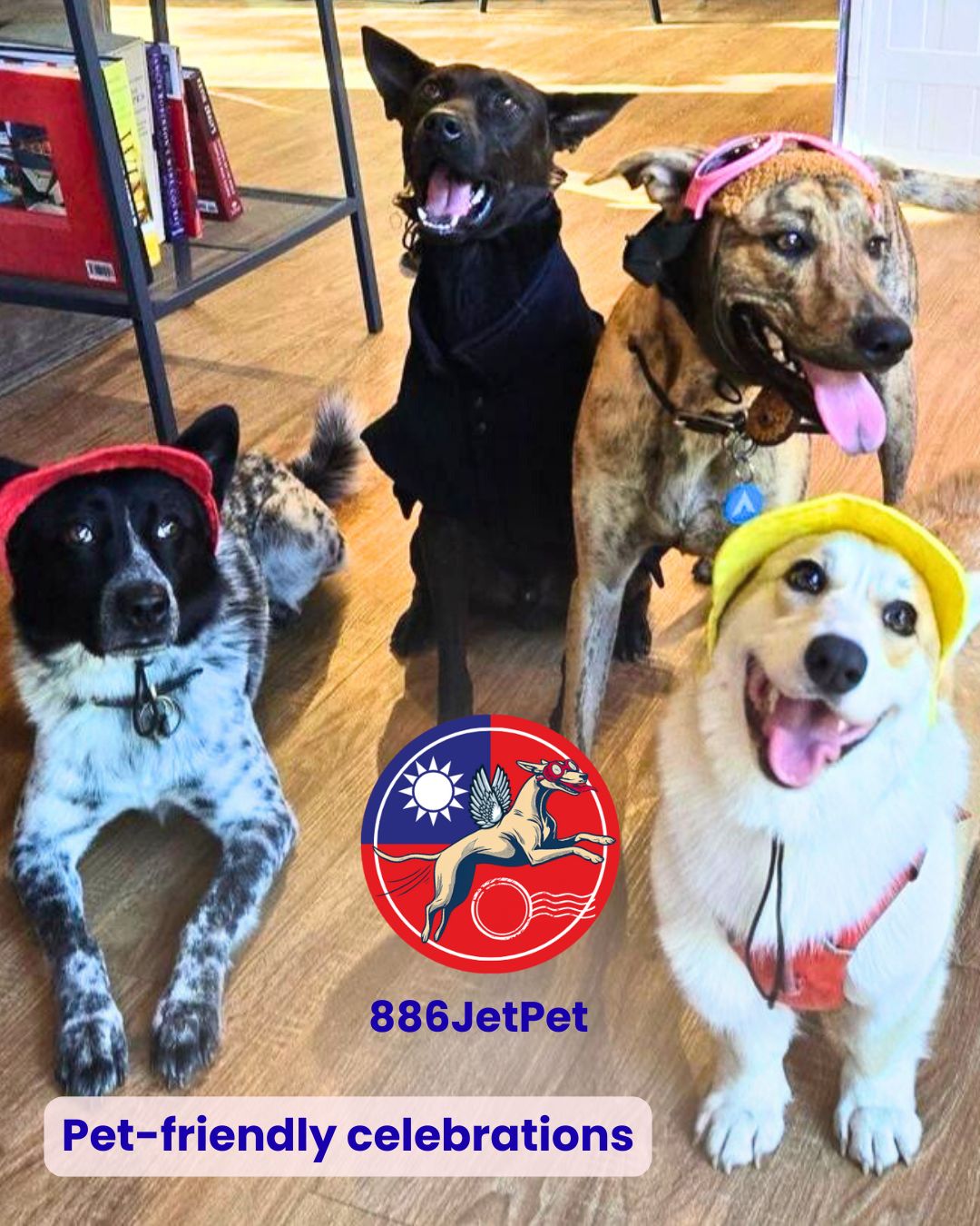 Three dogs in party hats at a pet-friendly celebration
