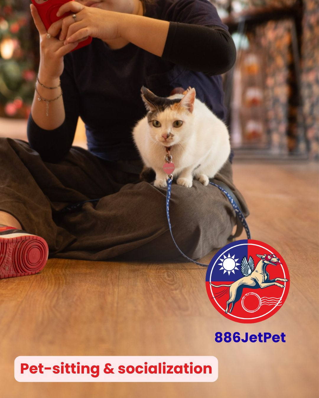 Cat with its owner during a pet-sitting visit