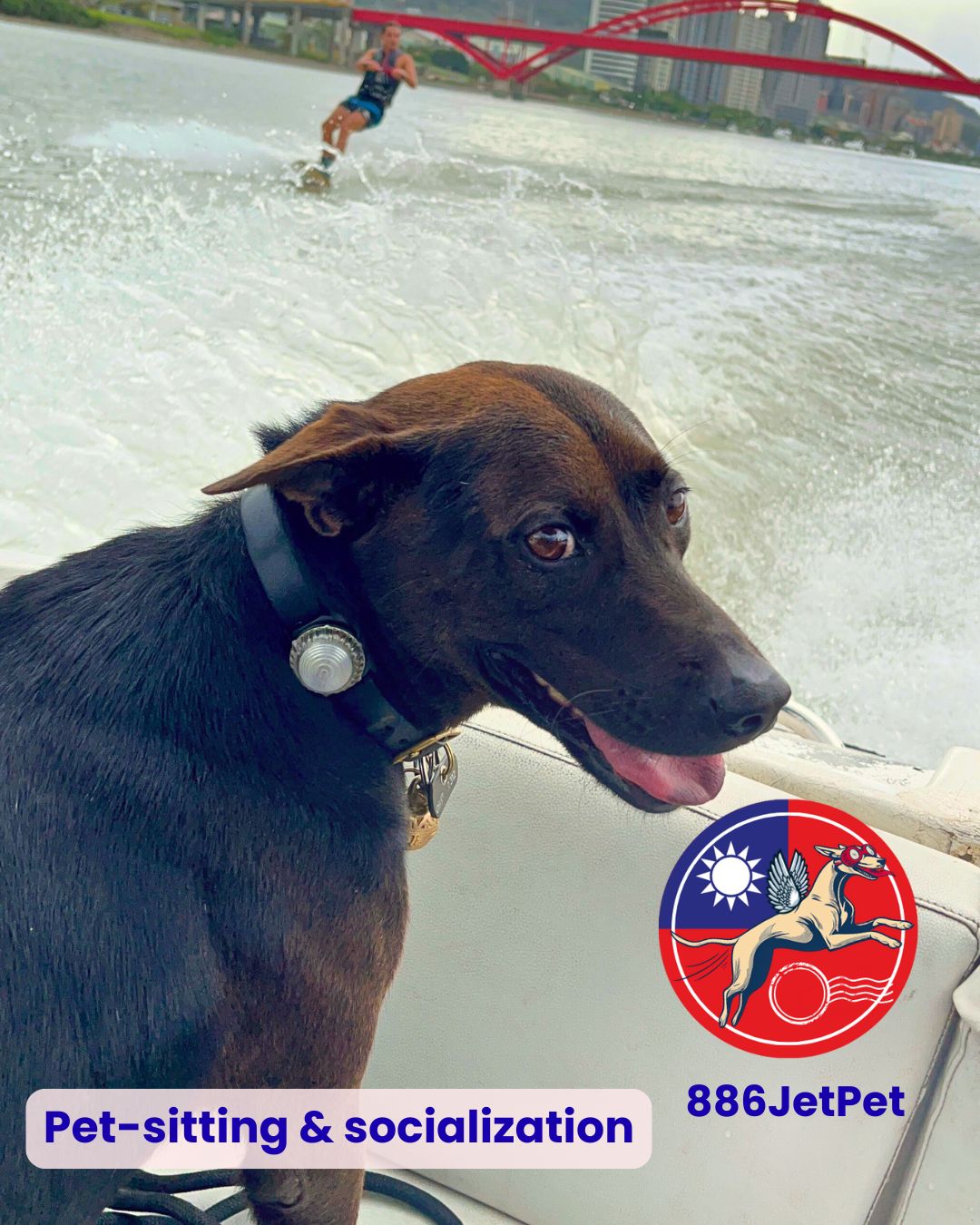 Dog enjoying a boat outing during pet-sitting and socialization