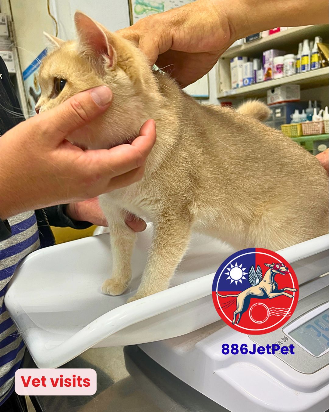 Cat receiving a health check at the vet before travelling