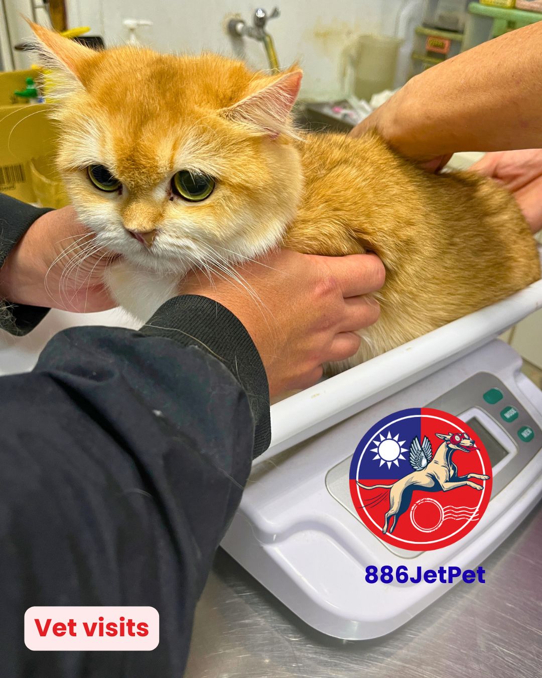Cat being weighed at a vet visit as part of flight preparation