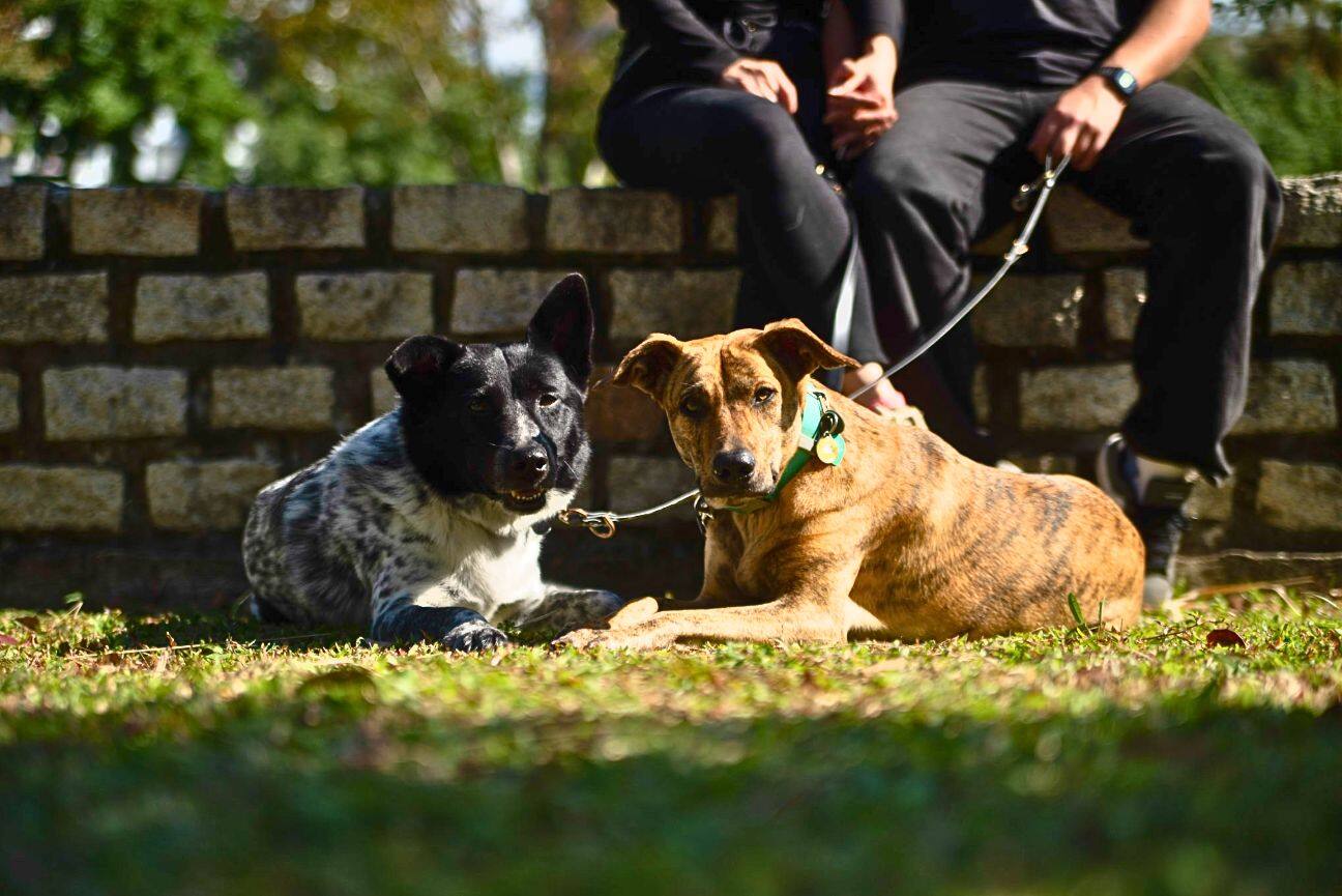 Two dogs resting on the grass beside their owners after an international move